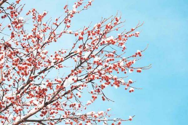 Sweet gum spiny fruits on branches covered by snow against blue sky. Also called Liquidambar styraciflua, American storax, hazel pine, bilsted, redgum, satin-walnut, star-leaved gum, alligatorwood.