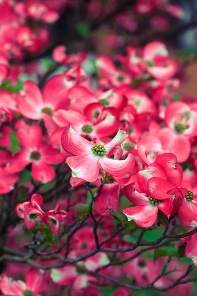 Flores de perrito — Foto de Stock