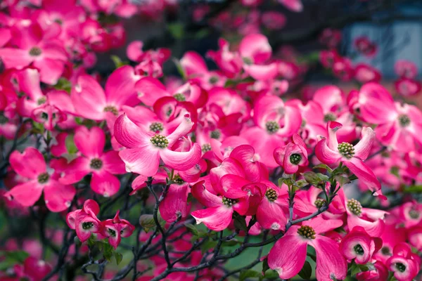 Flores de alimentos para perros — Foto de Stock