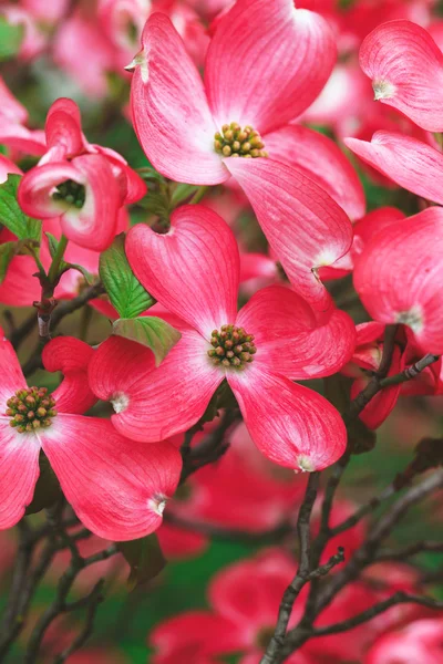 Flores de madera de perro al aire libre — Foto de Stock