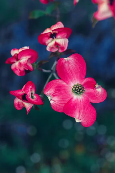 Flor de perrito — Foto de Stock