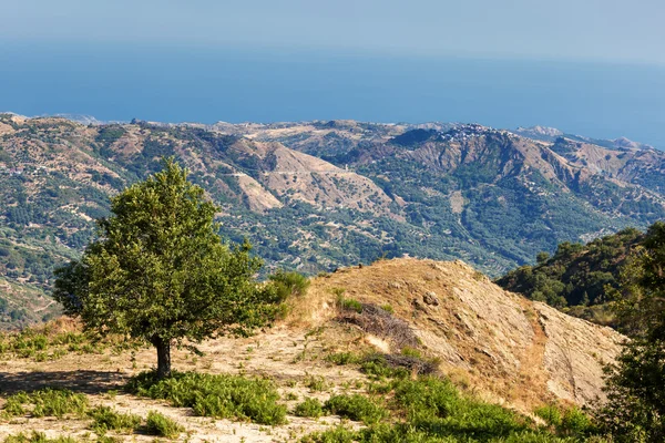 Kastanjeboom in Calabrische landschap — Stockfoto