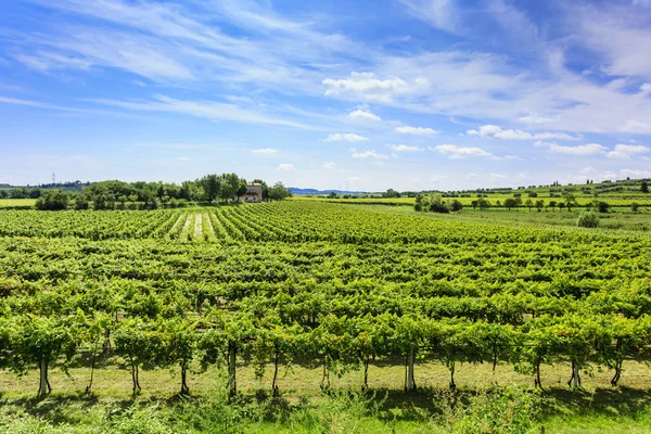 Vigneto verde sotto il cielo blu — Foto Stock