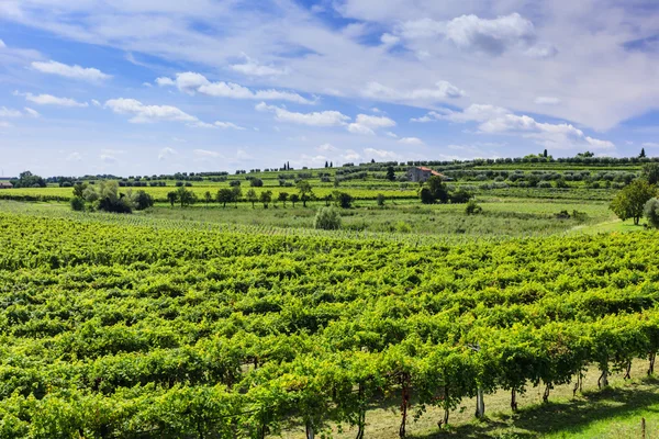 Vigneto verde sotto il cielo blu — Foto Stock