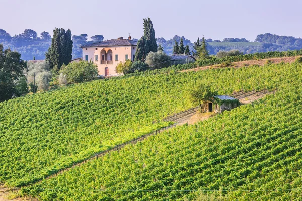 Wijngaard in de buurt van montalcino — Stockfoto