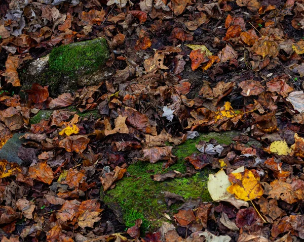 Wet Fallen Leaves Strewn Forest Floor — Stock Photo, Image