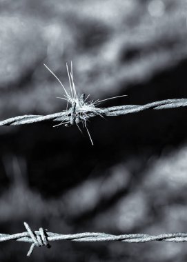 Çitin dikenine takılmış küçük bir geyik kürkü yığını..