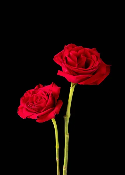 Par Flores Rosa Beleza Americana Retratado Contra Fundo Preto — Fotografia de Stock