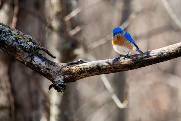 东方蓝鸟 有鲜明的蓝色羽毛栖息在古老的苹果树枝条上 — 图库照片