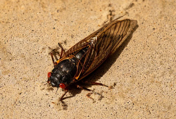 Fully Emerged Brood Cicada Concrete — Stock Photo, Image