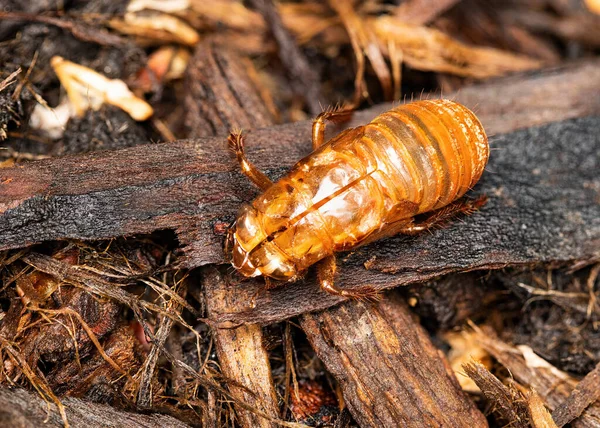 Brood Cicada Has Left Its Exoskeleton Emerging Underground — Stock Photo, Image