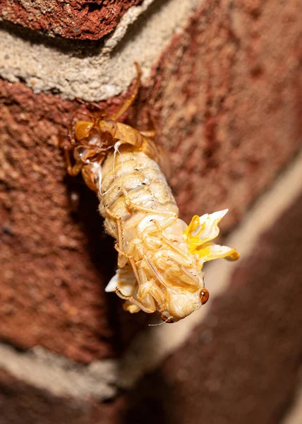 Brood Cicada Process Emerging Its Exoskeleton Front View — Stock Photo, Image