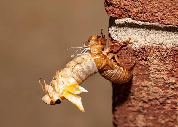 Brood Cicada Process Emerging Its Exoskeleton Side View — Stock Photo, Image