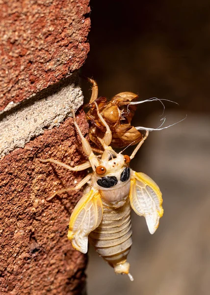 Ağustosböceği Dış Iskeletinden Çıktı Tam Görüş — Stok fotoğraf