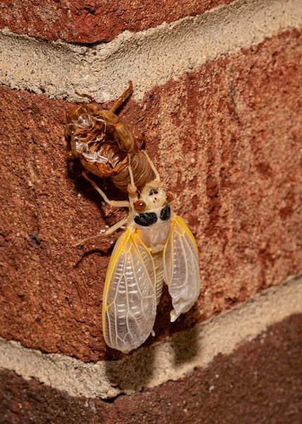 Brut Zikaden Ist Aus Ihrem Exoskelett Aufgetaucht Und Ihre Flügel — Stockfoto