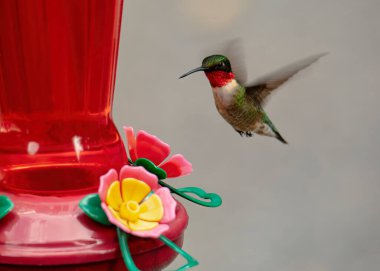 Male ruby throated hummingbird hovers upright near a nectar feeder. clipart