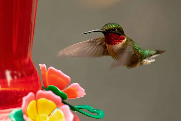 Colibri Gorge Rubis Mâle Approche Mangeur Nectar — Photo