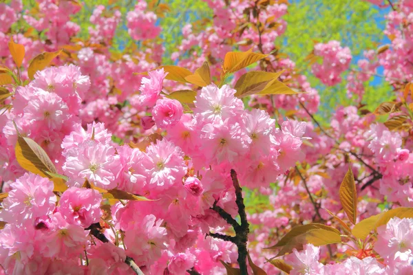 Малюнок Був Взятий Весну Німеччині Декоративних Малюнок Квітучих Мигдалевих Дерев — стокове фото