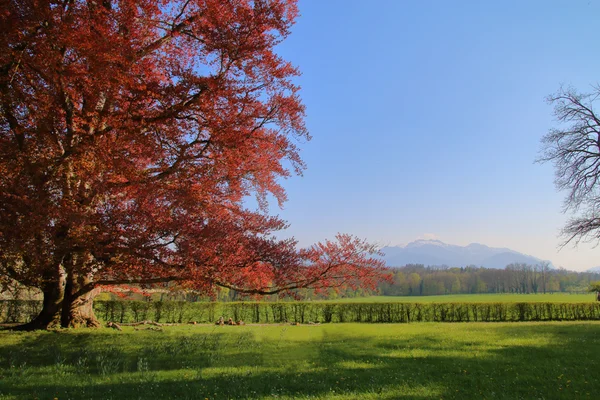 Parkta eteklerinde bahar.