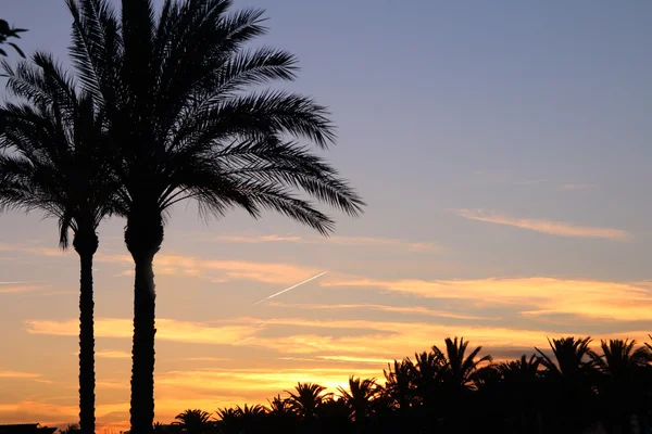 Güle güle sıcak ada, ben eve uçuyorum.