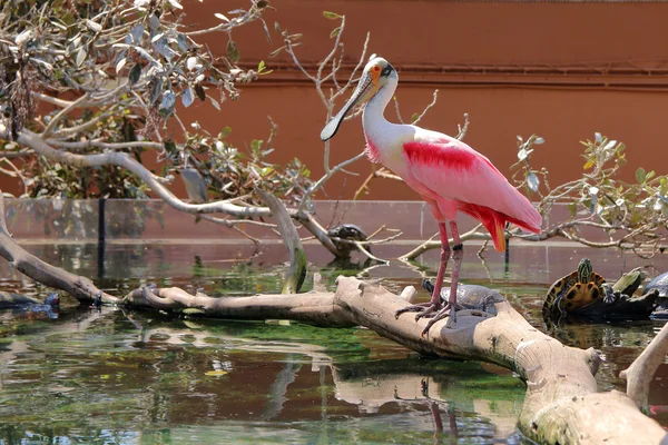 Kuş pembe kaşıkçı