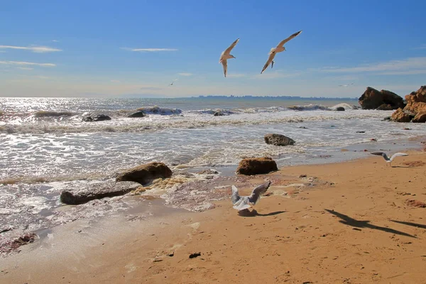 Fotoğraf Odessa şehrinin kıyısında çekildi. Bu resim uçan martılarla dolu bir deniz manzarasını gösteriyor..