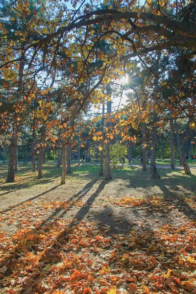 Fotó Odessában Készült Képen Egy Őszi Városi Park Látható Victory — Stock Fotó