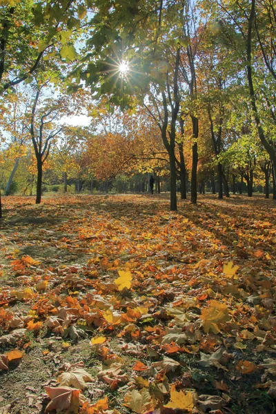 Fotot Togs Odessa Park Som Heter Victory Park Bilden Visar — Stockfoto