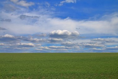 Fotoğraf baharda mavi, hafif bulutlu bir gökyüzünün altında yeşil bir tarla gösteriyor..