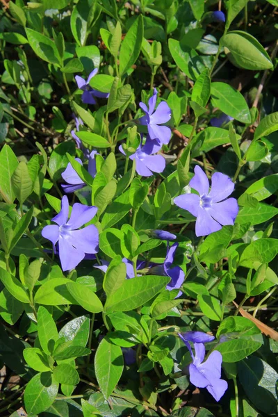 Foto Flores Primavera Azul Chamado Periwinkle — Fotografia de Stock