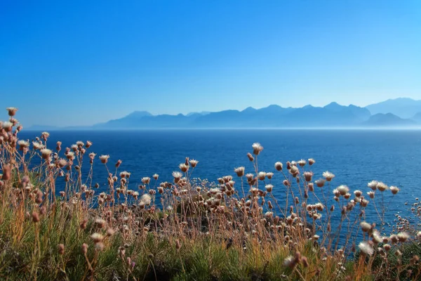 写真はアンタルヤ市の近くのトルコで撮影されました 山を背景に海岸に自生する花々が描かれています — ストック写真