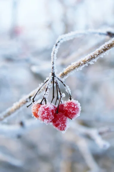Dağ kül meyvelerini kışın donmuş resim