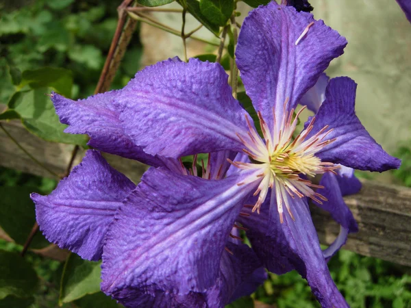 Imagem Mostra Uma Flor Roxa Clematis Fotografado Sul Ucrânia Cidade — Fotografia de Stock