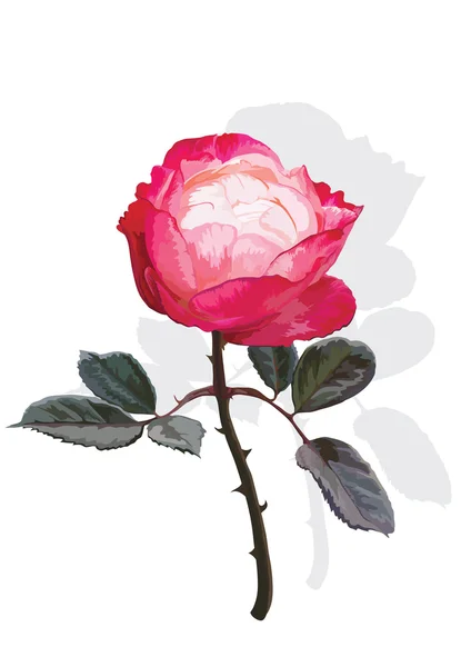 Rosa sobre un fondo blanco — Archivo Imágenes Vectoriales