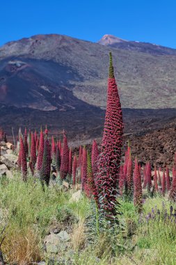 Echium wildpretii çiçek