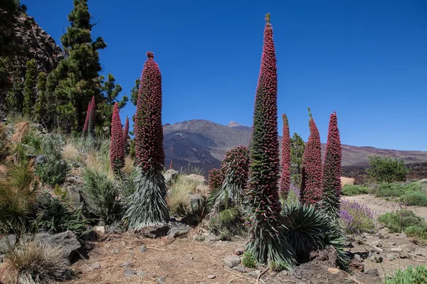 Echium wildpretii çiçek