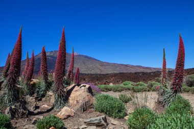 Echium wildpretii çiçek