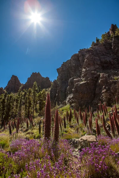 Flor de Echium wildpretii — Fotografia de Stock