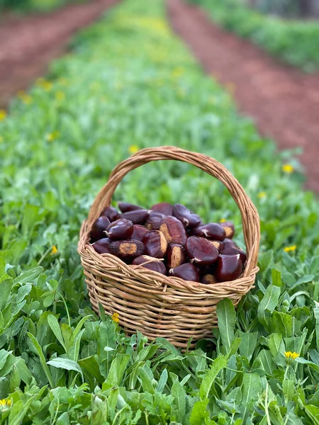 Basket Full Raw Chestnut Green — Stock Photo, Image