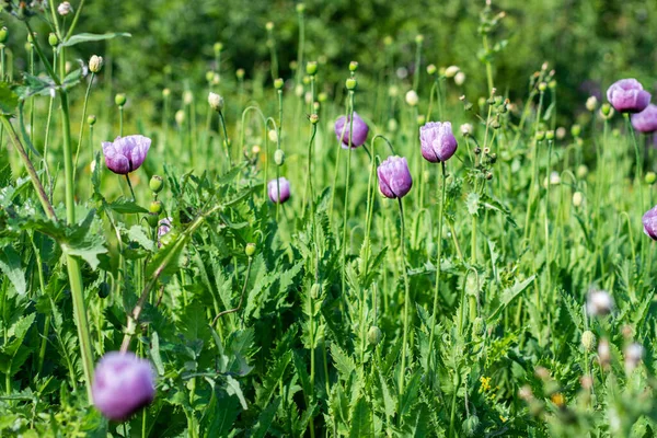 緑の背景を持つ紫色のポピー畑です — ストック写真