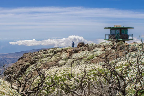 苍翠的加那利群岛顶部的旧景 — 图库照片