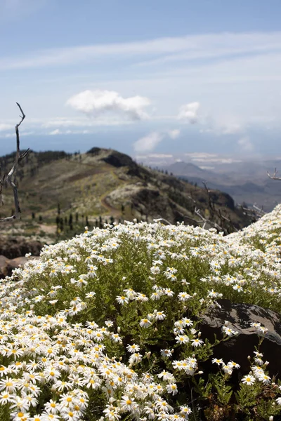 Ett Fält Gran Canaria Med Mycket Blomma Och Insekter — Stockfoto