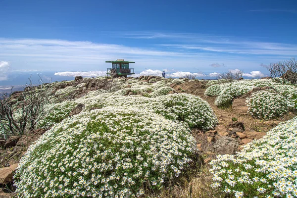 Gammal Utsikt Toppen Gran Canaria — Stockfoto