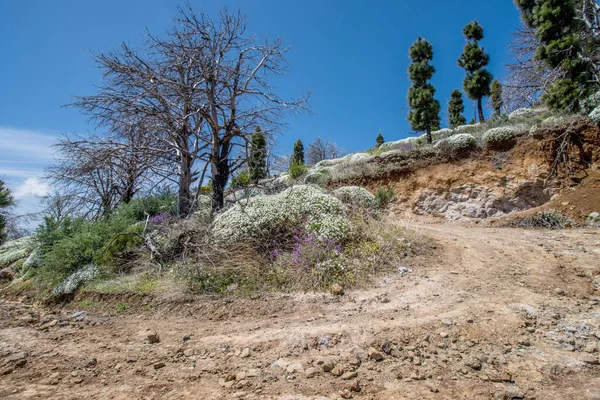 Ein Feld Auf Der Insel Gran Canaria Mit Vielen Blumen — Stockfoto