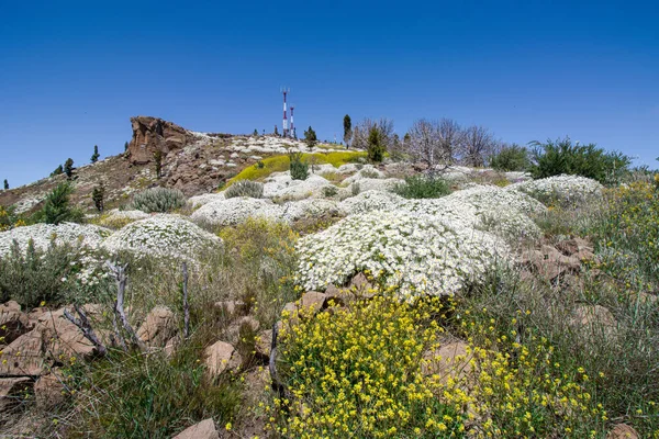 Ett Fält Gran Canaria Med Mycket Blomma Och Insekter — Stockfoto