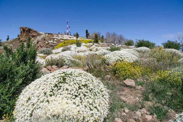 Pole Wyspie Gran Canaria Dużą Ilością Kwiatów Owadów — Zdjęcie stockowe