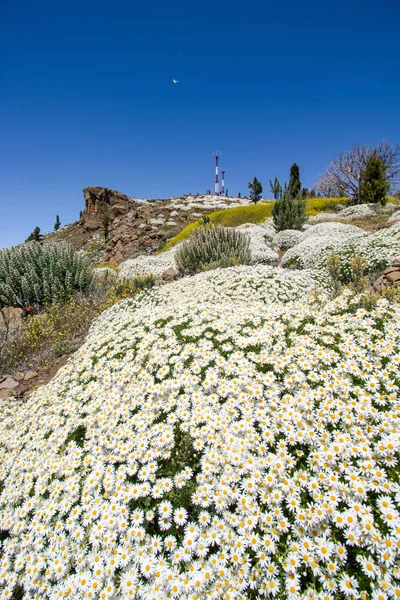 Ett Fält Gran Canaria Med Mycket Blomma Och Insekter — Stockfoto