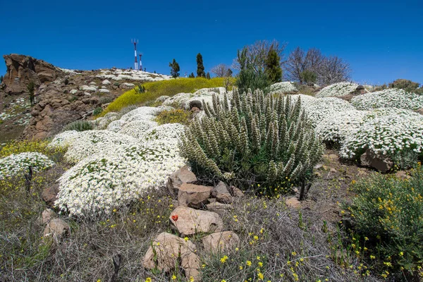 Pole Wyspie Gran Canaria Dużą Ilością Kwiatów Owadów — Zdjęcie stockowe