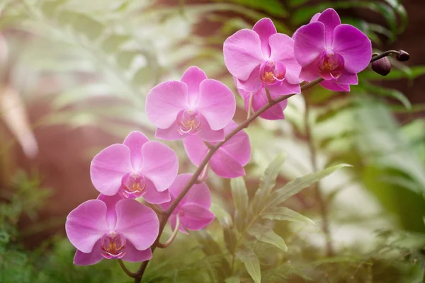 Pink orchid — Stockfoto