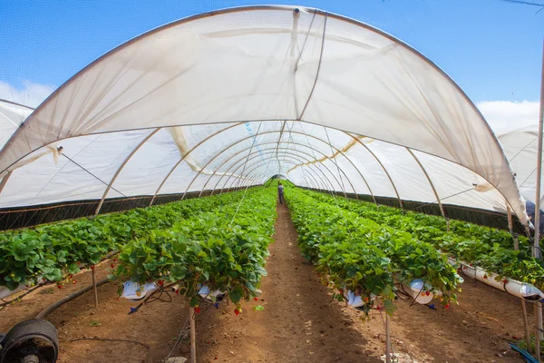 Cultivo em estufa — Fotografia de Stock